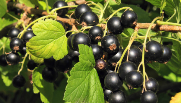 Egy bombasztikus gyümölcs: a feketeribizli